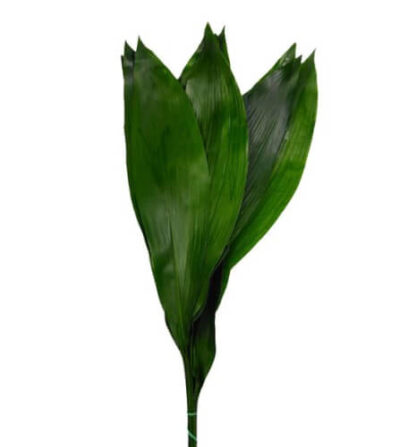 comprar aspidistra