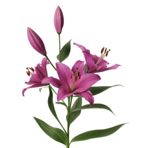 Lilium oriental rosa
