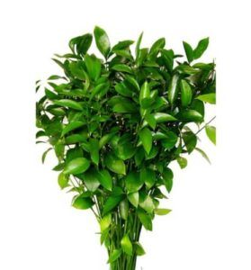Ruscus 80 cm