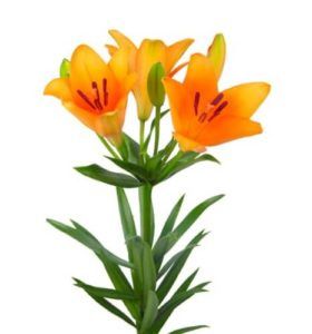 Lilium LA Advantage