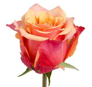 Rosa 3d Extra