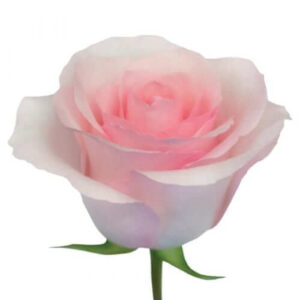 Rosa Chrysta Extra