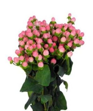hypericum rosa