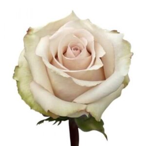 Rosa Quicksand Extra