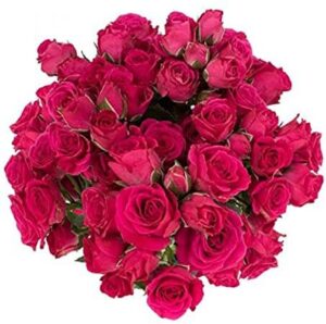 Rosa Spray Splendish
