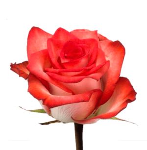 Rosa Blush Extra