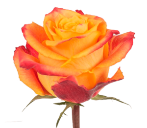 Rosa Silantoi Extra