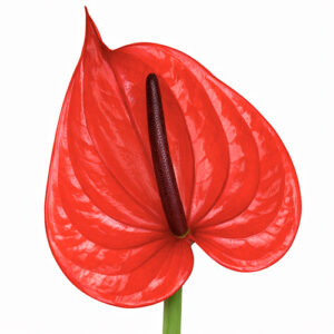 Anthurium Rojo x12