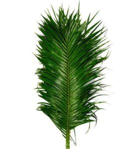 Roebellini (60 cm)