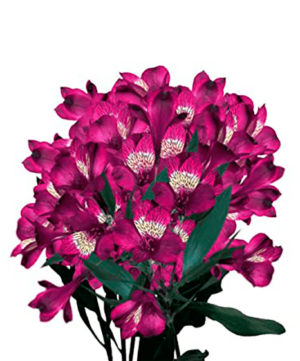 alstroemeria purpura