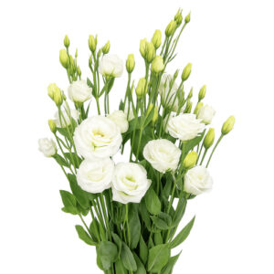 LISIANTHUS Blanco