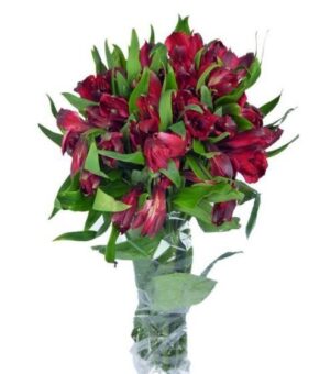 Alstroemeria Fancy Rojo Colombia