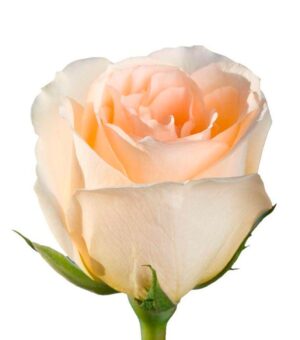 Rosa Versilia Extra