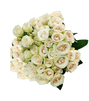 Rosa Spray White Irischka