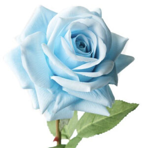 Rosa Celeste