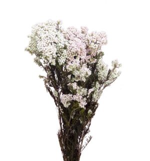 Flor de Arroz