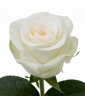 Rosa Alba Extra