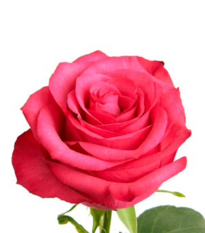 Rosa Lola Extra