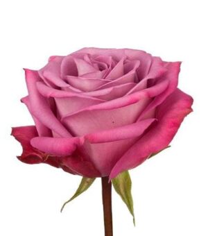 Rosa Moody Blues Extra