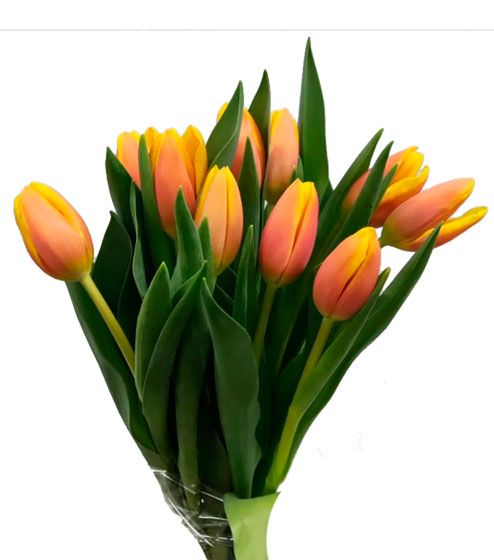 tulipan bicolor