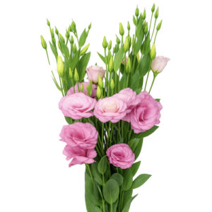 LISIANTHUS ROSA
