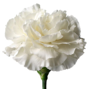 Clavel Blanco Espana