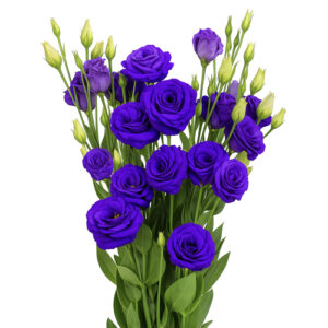 Lisianthus Morado