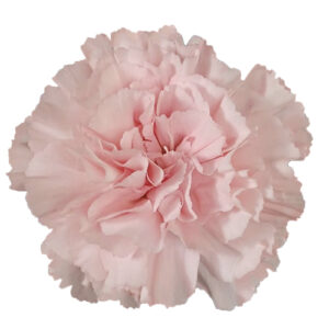Clavel Rosa Doncel