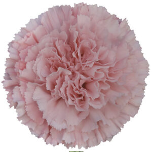 Clavel Docel Rosa