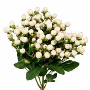 Hypericum Blanco