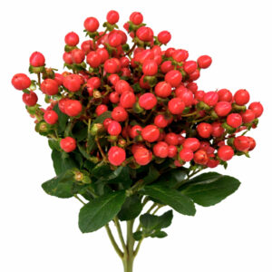 Hypericum Rojo