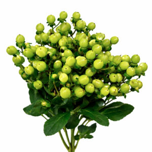 Hypericum Verde