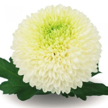 crisantemo blanco uniflora