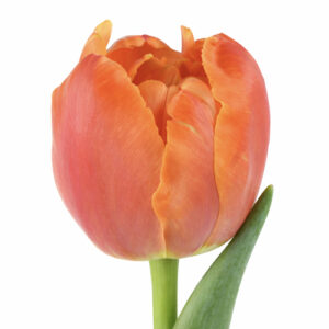 Tulipán Icoon Naranja