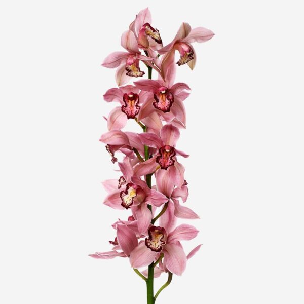 Cymbidium