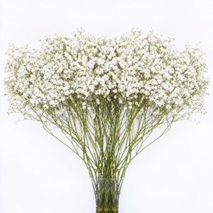 Gypsophila Xlence  1000g