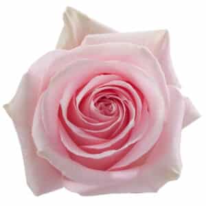 Rosa Luciano