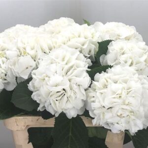 Hortencia Schneeball Blanco