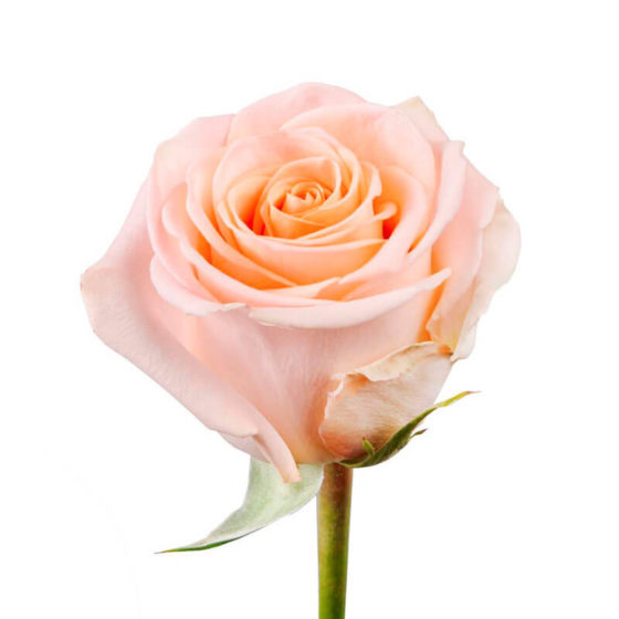 rosa tiffany