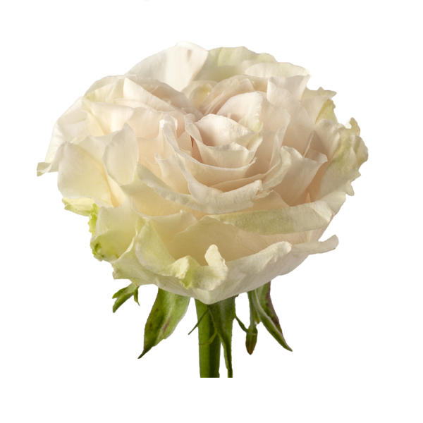 Rosa Cotton X‑pression Extra – 70 cm