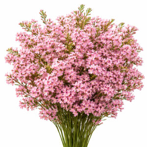 Flor de Сera Rosa