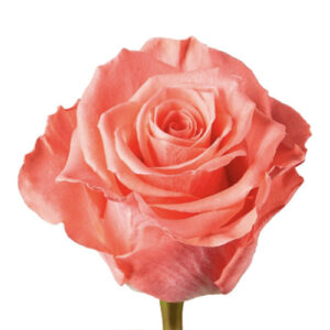 ROSA AMSTERDAM EXTRA