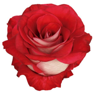 Rosa Bluez Extra