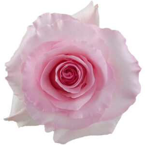 Rosa Crista Extra