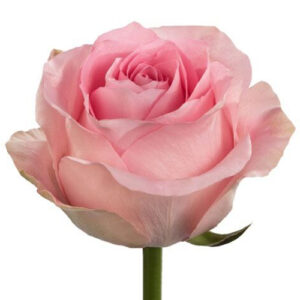 Rosa Mandala