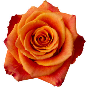 Rosa Silantoi Extra