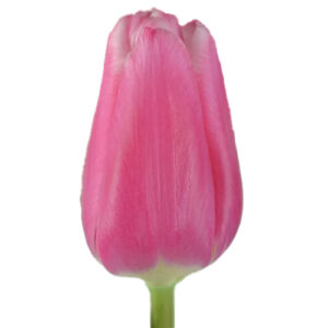 Tulipan Milkshake Rosa