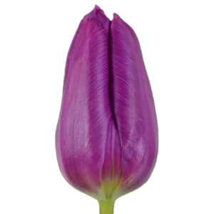 Tulipan Purple Price Morado