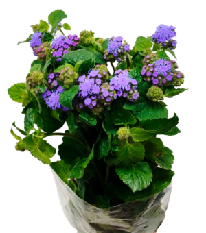 Ageratum