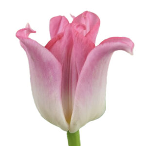 Tulipan Crown Dinasty Rosa